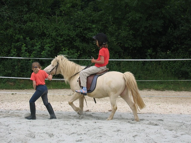 Die Kunst des Reitplatzbaus – Grundlegende Fragestellungen und Bedingungen.