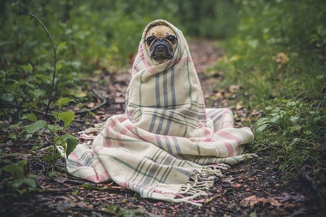 Von Waldspaziergängen bis Strandabenteuern: Die besten Ideen für den nächsten Ausflug mit Hund