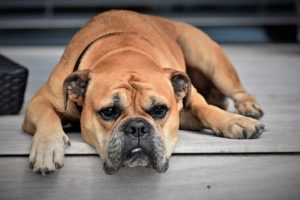 Erbrechen beim Hund - bei Müdigkeit zum Tierarzt