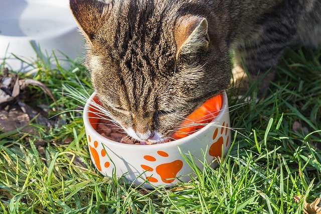 Katzen gesund und artgerecht ernähren