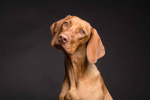 Hundekrankenversicherung: Wie sinnvoll ist eine Krankenversicherung für Hunde?