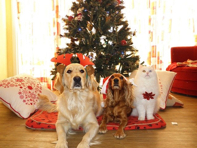 Originielle Weihnachtesgeschenke für Tierliebhaber