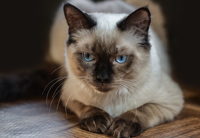 Ragdoll Katze – eine Kurzübersicht