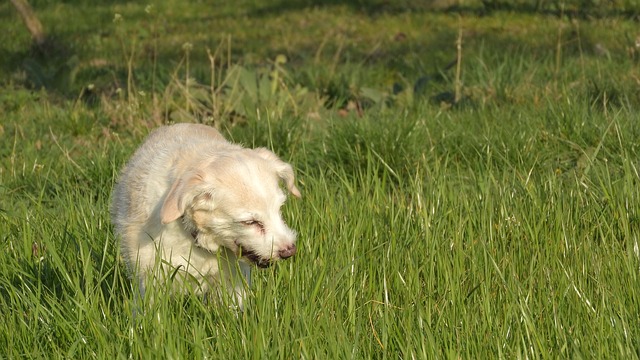 Nahrungsergänzung für Hunde