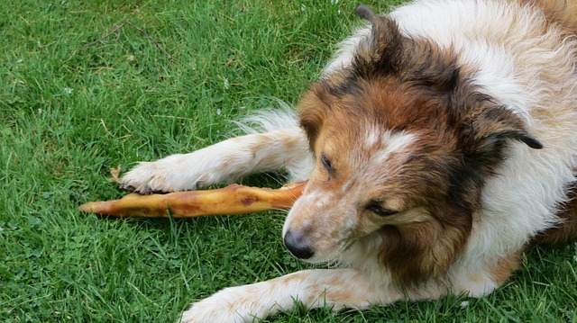 Trockenfutter für Hunde