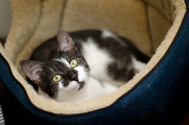 Wie du die richtige Katzenhöhle für deinen Liebling findest