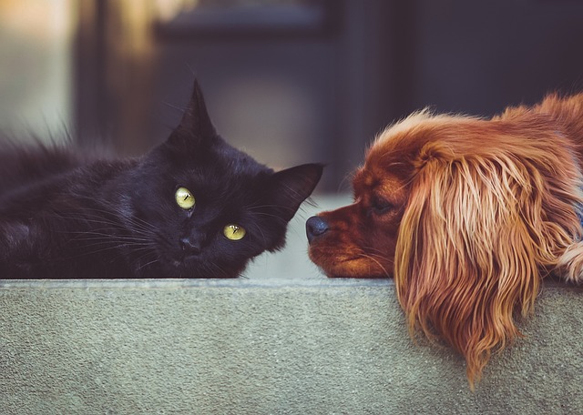 Hund und Katze – wirklich Erzfeinde?