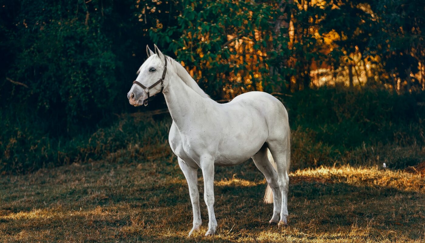 white horse on forest