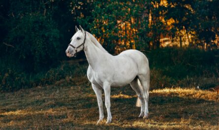 white horse on forest