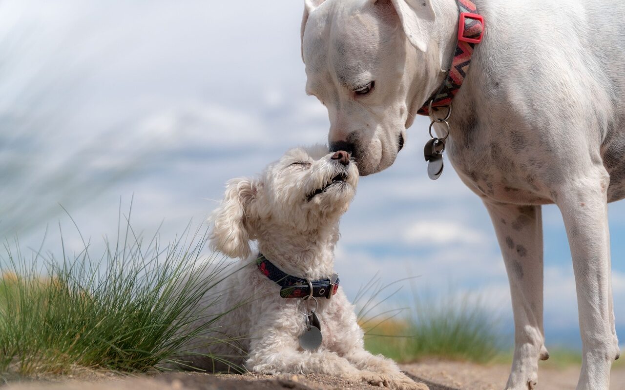 dogs, poodle, white boxer