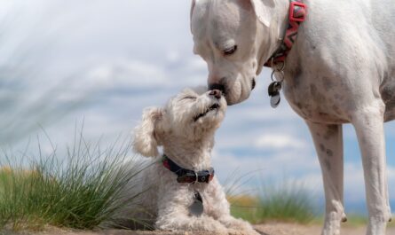 dogs, poodle, white boxer