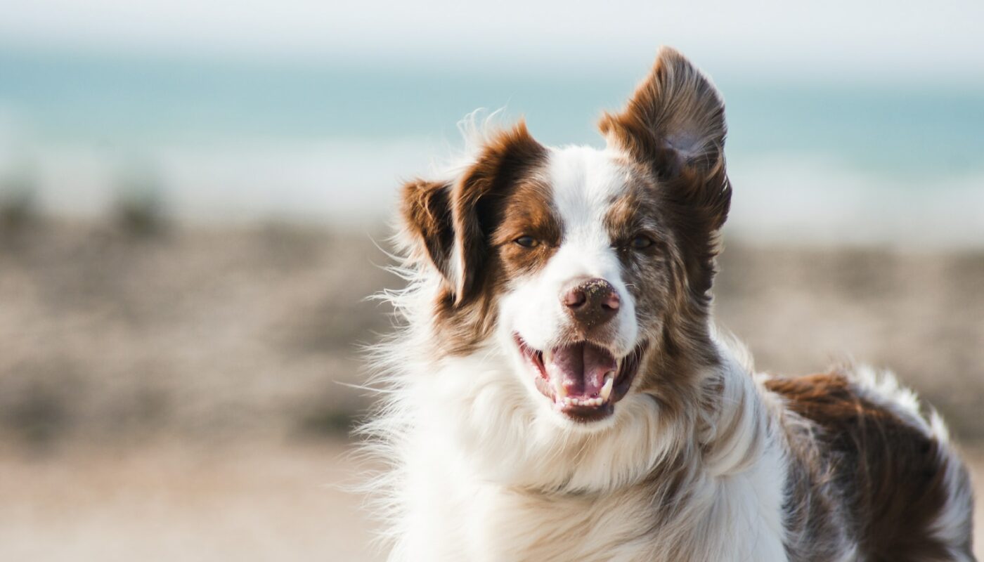 white and brown long coat large dog