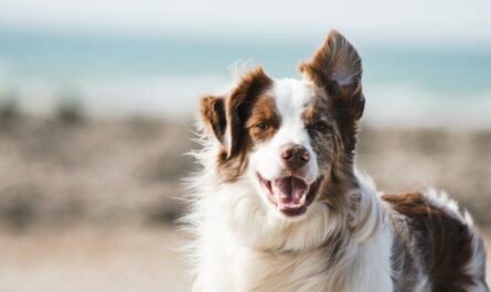 white and brown long coat large dog