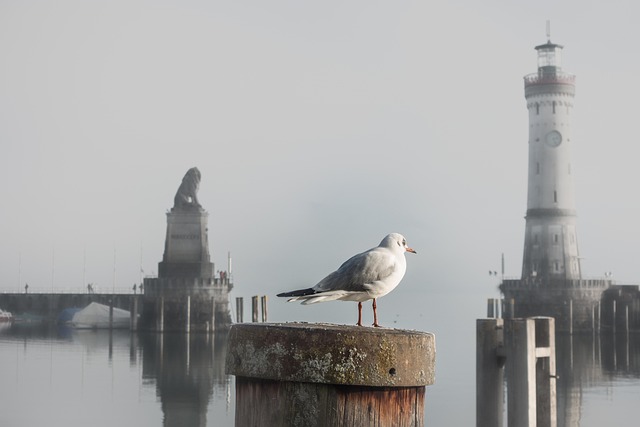 Seltene Vogelarten am Bodensee: Ein Leitfaden für passionierte Vogelbeobachter