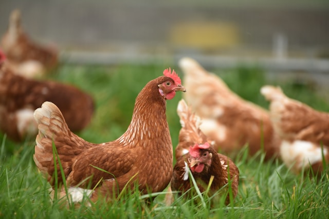 Sicherheit für Ihre Hühner: die besten hochwertigen Hühnerställe