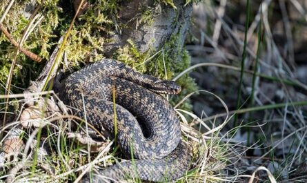 giftigste Tiere in Deutschland