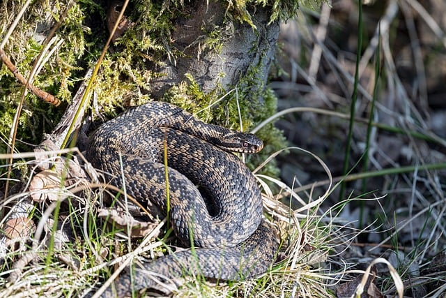 giftigste Tiere in Deutschland