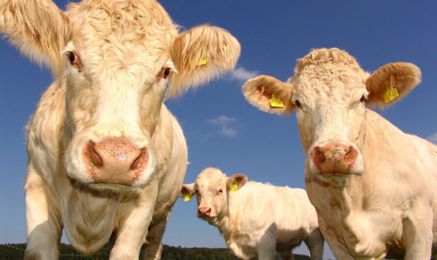 Wie die richtige Kälberfütterung Krankheiten vorbeugt und die Leistung steigert