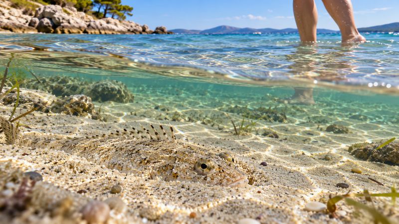 Getarntes Petermännchen im Meeresboden in Strandnähe