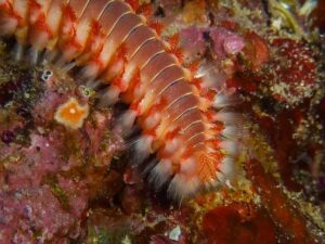 Feuerwurm im Mittelmeer