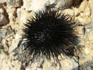 Seeigel im Mittelmeer